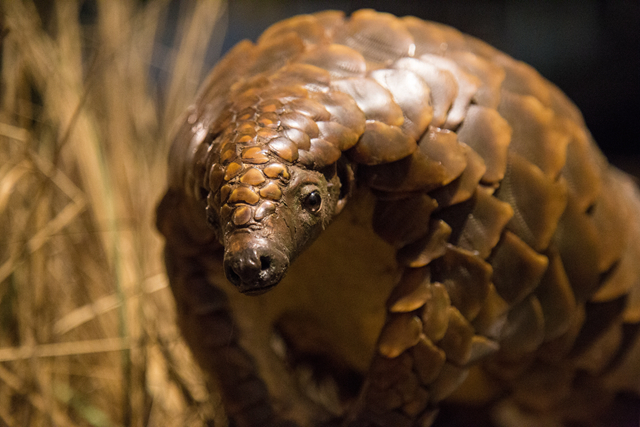 廣東率先修法“禁食野味”！5月起食用者最高處動(dòng)物價(jià)值20倍罰款